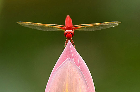 荷花上的红蜻蜓