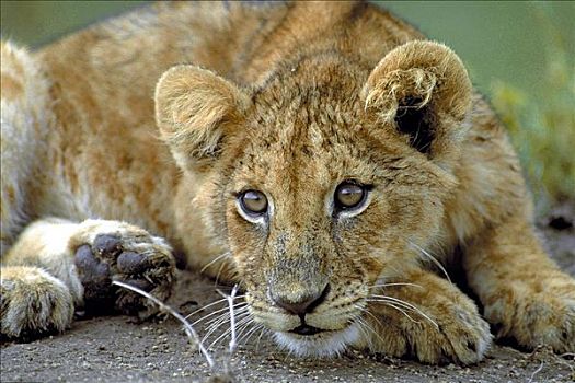 狮子,幼兽,猫科动物,哺乳动物,马赛马拉,肯尼亚,非洲,动物