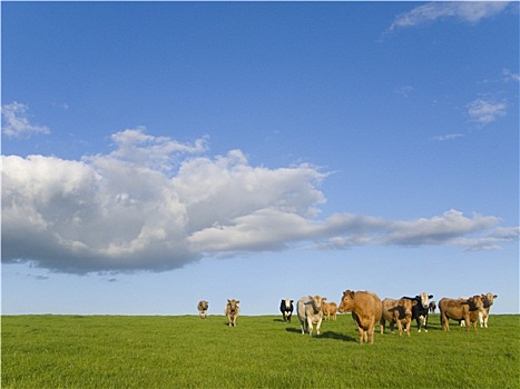 母牛,站立,地点,云,蓝天