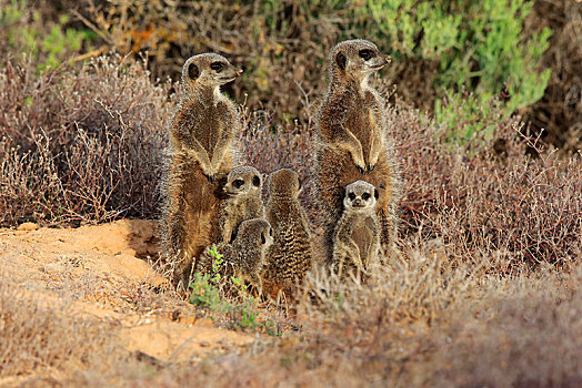 猫鼬,细尾獴属,成年,小动物,奥茨胡恩,西部,岬角,南非,非洲