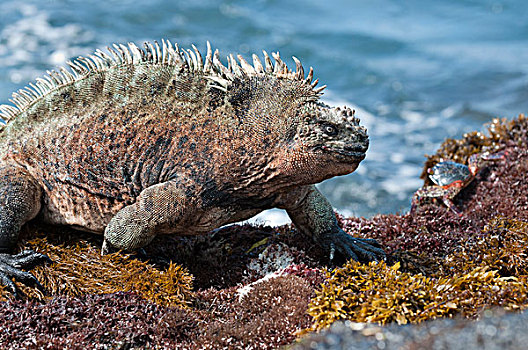 海鬣蜥,饲养,加拉帕戈斯群岛,厄瓜多尔