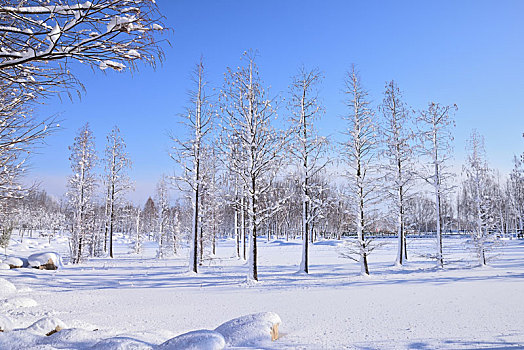 雪景