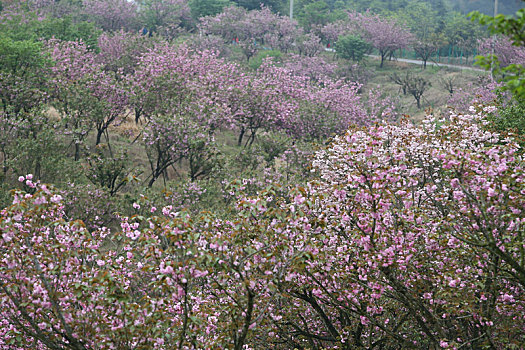 海曙,鄞江,山林,樱花,粉红,春色,春天,阳光,天空,金陆村,乡村