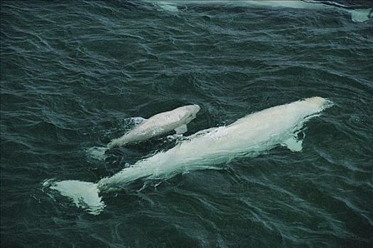 白鲸,母牛,幼兽,浅,湾流,加拿大
