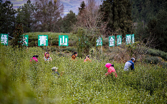 重庆酉阳,春来贡茶满山绿,万人同采致富茶