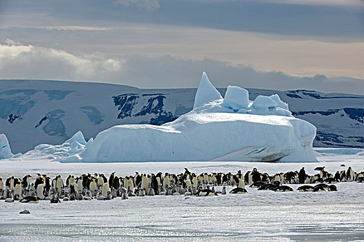 南极,威德尔海,雪丘岛,帝企鹅,迅速,冰