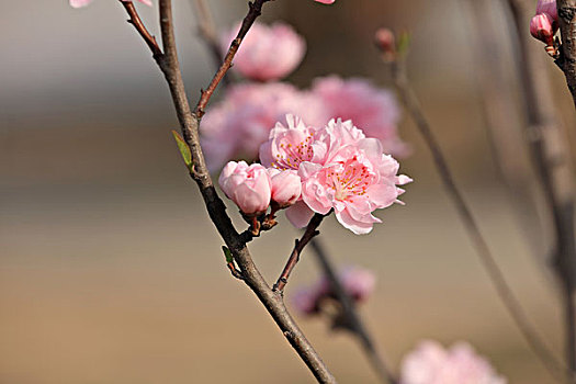 碧桃,千叶桃花