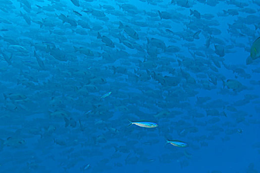 巨大,鱼群,鲷鱼,墙壁,帕劳,密克罗尼西亚