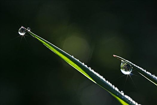 露珠,草叶