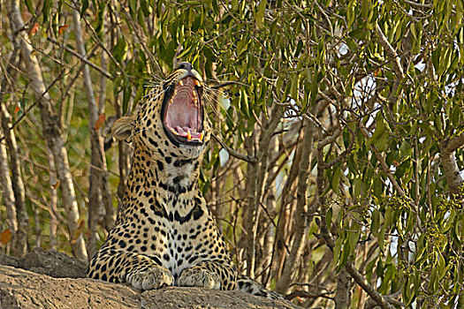 非洲豹,豹,哈欠,马赛马拉国家保护区,肯尼亚,非洲
