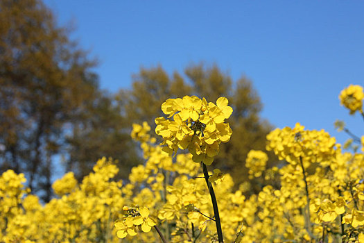 黄色油菜花,微距