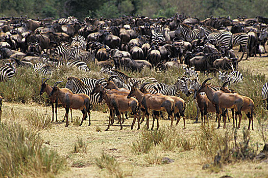 牧群,草原斑马,斑马,蓝色,角马,马赛马拉,公园,肯尼亚