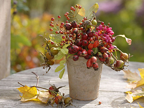 秋季花束,玫瑰,野玫瑰果,水果摊,卫茅属植物