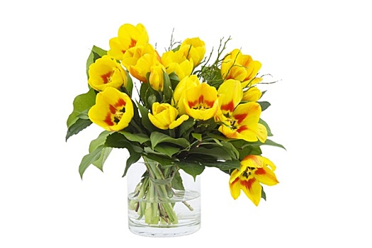 漂亮,黄色,郁金香,花瓶,白色背景