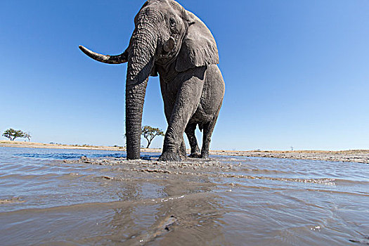 非洲,博茨瓦纳,乔贝国家公园,遥远,看镜头,非洲象,走,浅水,洞,萨维提,湿地