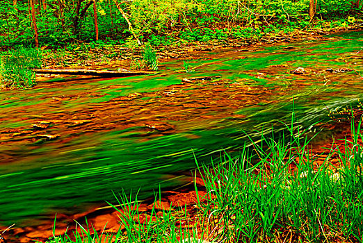 小河,岩石,仰视,流动,绿色,树林