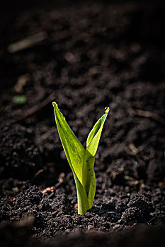 幼苗,玉米,植物