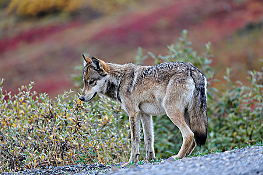 狼,看,食物,道路,德纳里峰国家公园,阿拉斯加