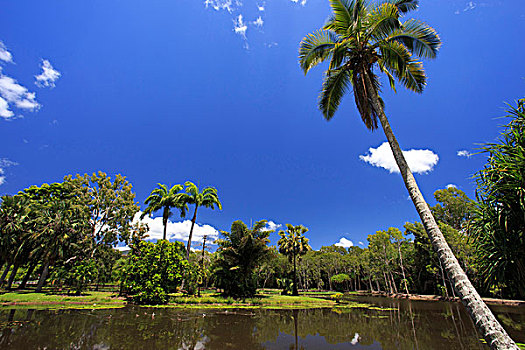 棕榈树,岸边,盐湖,局部,百年,湖,靠近,植物园,昆士兰,澳大利亚