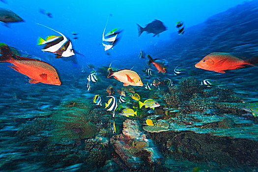 马夫鱼属,红鲷鱼,茉莉亚岛,岛屿,法属玻利尼西亚,南太平洋
