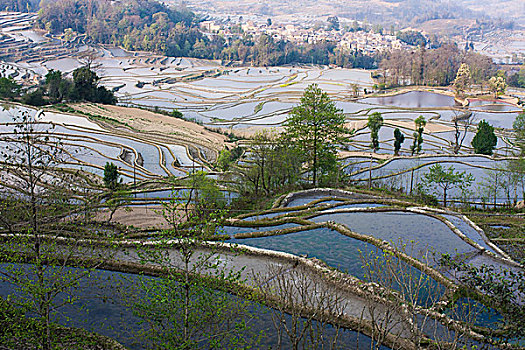 哈尼梯田