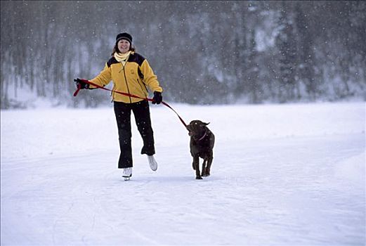 女人,滑冰,暴风雪,巧克力拉布拉多犬,维切斯特,泻湖,阿拉斯加,冬天