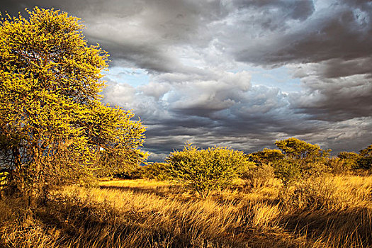 卡拉哈里沙漠,金色,夜光,卡拉哈迪大羚羊国家公园,博茨瓦纳