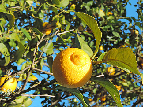 金脆柑橘树黄图片
