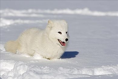 北极狐狸图片