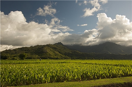 山谷,芋头,地点,考艾岛,夏威夷
