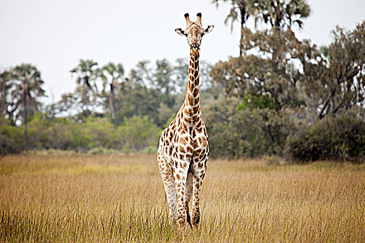 长颈鹿,高草,奥卡万戈三角洲,博茨瓦纳,非洲
