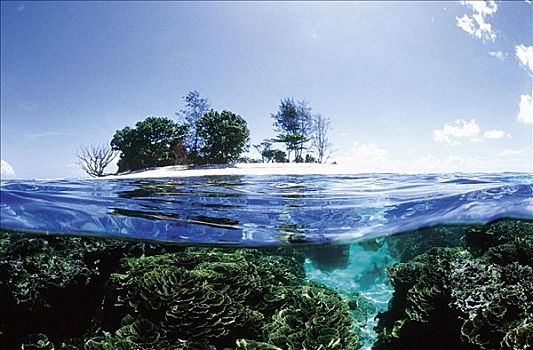 珊瑚,潜水,岛屿,巴布亚新几内亚,假日,水下,动物