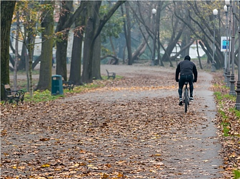 男人,骑自行车,公园,秋天