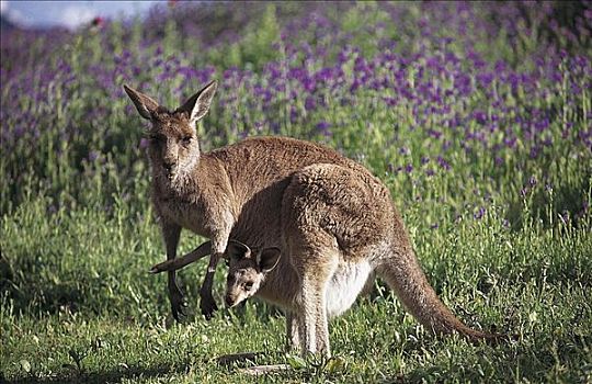 灰色,东方,袋鼠,灰袋鼠,育儿袋,哺乳动物,沃伦邦格尔国家公园,澳大利亚,动物