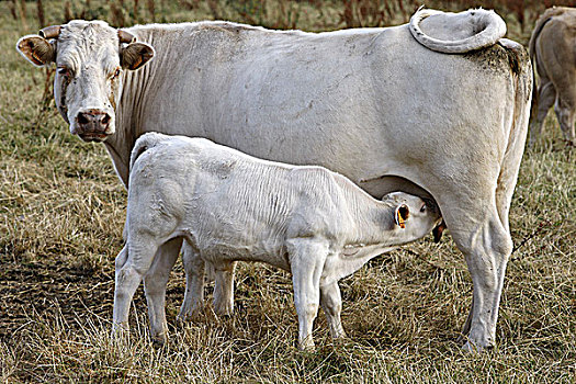 法国,母牛,挤奶,幼兽