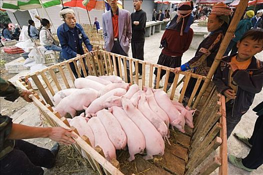 中国,贵州,省,小猪,售出,市场