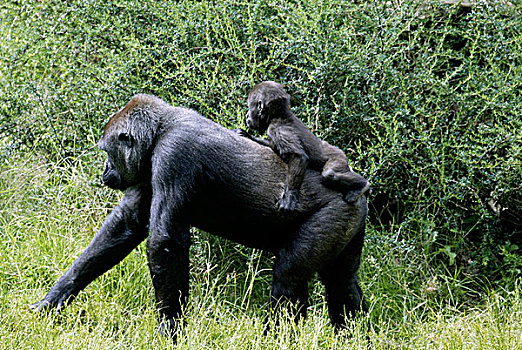 西部低地大猩猩,大猩猩,成年,雌性,非洲,栖息地