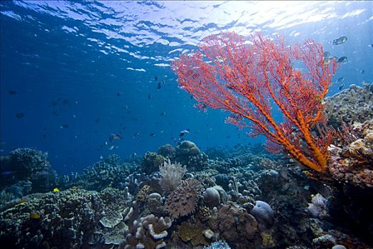 珊瑚礁,浅水,印度尼西亚