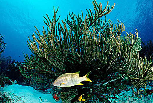 黄色,珊瑚,伯利兹,加勒比海,中美洲