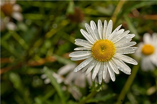 雏菊