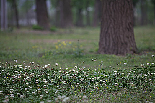 草地