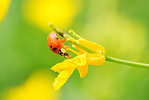 油菜花,昆虫