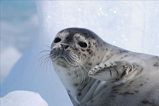 斑海豹,幼仔,室外,浮冰,冰河,威廉王子湾,阿拉斯加,夏天