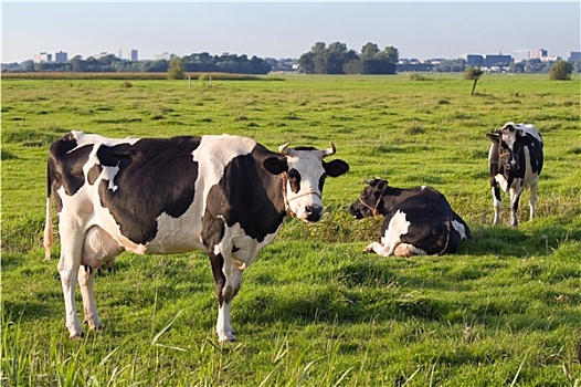 荷兰,圩田,乳业,母牛