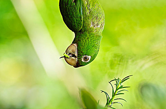 鹦鹉,亚马逊河,倒立,吃,嫩枝,迷迭香,靠近,湖,阿雷纳尔,哥斯达黎加,中美洲