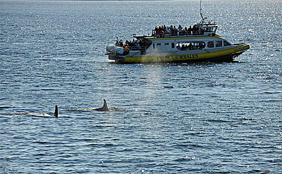 观鲸,船,游客,游泳,行凶,鲸,逆戟鲸,乔治亚海峡,温哥华岛,加拿大