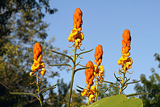 特写,异域风情,橙花