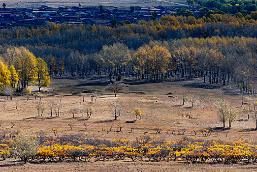 杨树,羊群,蓝天,内蒙古的金色秋天,诗意盎然
