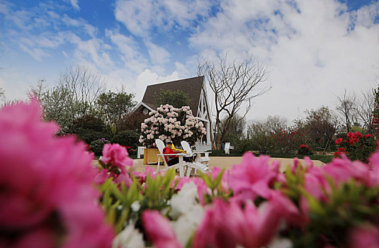 杜鹃花博览会