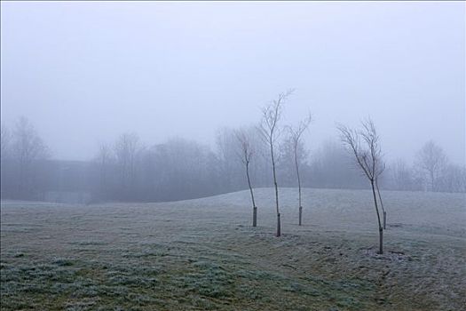 雾状,早晨,日德兰半岛,丹麦